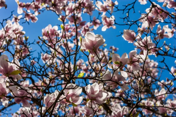 Mavi gökyüzüne karşı manolya çiçekleri — Stok fotoğraf