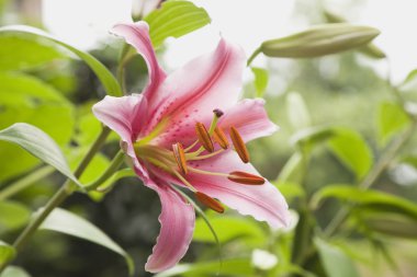 Almanya, Lily, pembe çiçeği