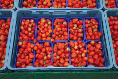 Plastik kutular içinde taze çilek