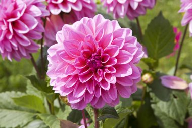 Pembe dahlias, mavi gökyüzü