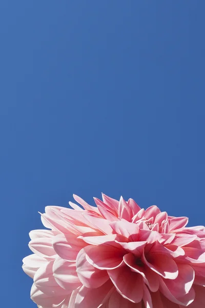Pink dahlia, copy space — Stock Photo, Image