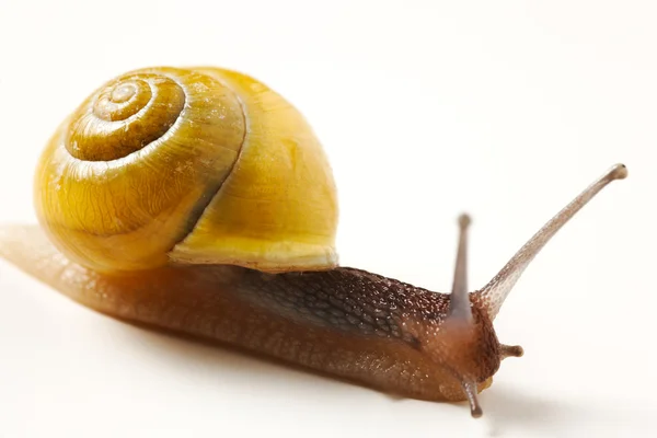 Caracol rastejando no fundo branco — Fotografia de Stock