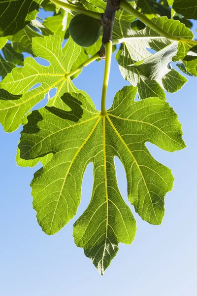 Fig leaves, blue sky — Stock Photo, Image