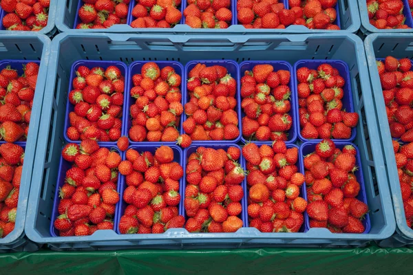 Fragole fresche in scatole di plastica — Foto Stock