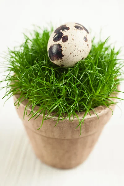 Перепелиное яйцо на траве в коричневом цветочном горшке — стоковое фото
