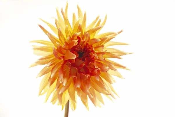 Dahlia variabilis bloem — Stockfoto