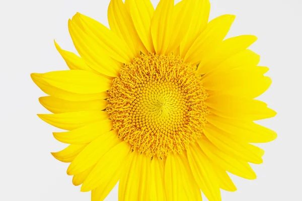 Słonecznika, kwiat, makro — Zdjęcie stockowe