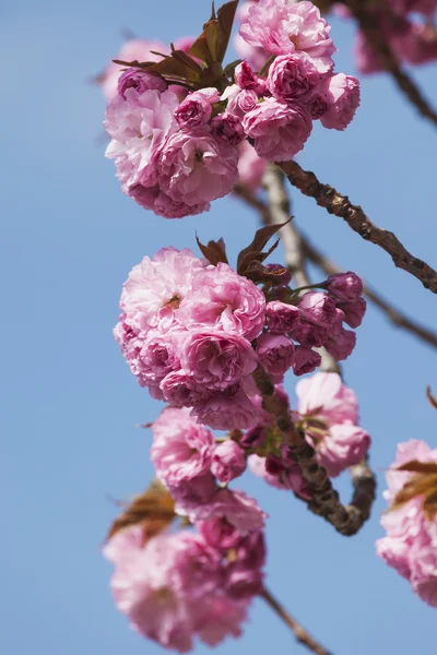 Pembe kiraz çiçekleri — Stok fotoğraf