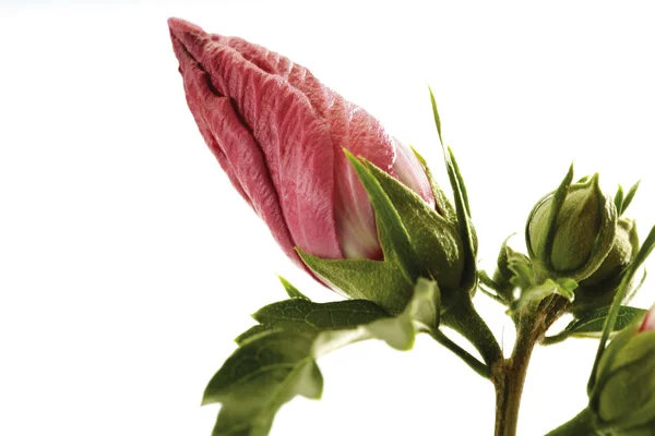 Ibišek květ, close-up — Stock fotografie