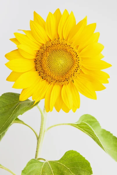 Girassol, flor, imagens grande plano — Fotografia de Stock