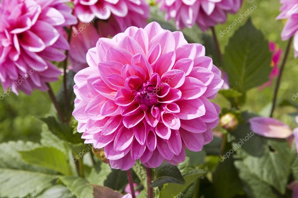 Dalias fotos de stock, imágenes de Dalias sin royalties | Depositphotos Dalias fotos de stock, imágenes de Dalias sin royalties | Depositphotos