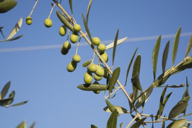 Dal üzerinde yeşil zeytin