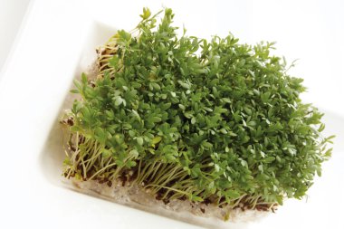 Garden cress Lepidium sativum