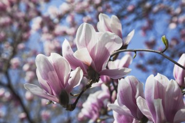 pembe Manolya çiçeği