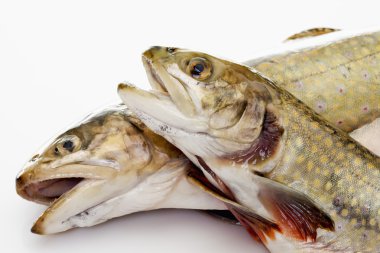 Taze balıklar, char ve somon