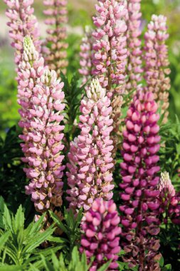 pembe lupin çiçekler