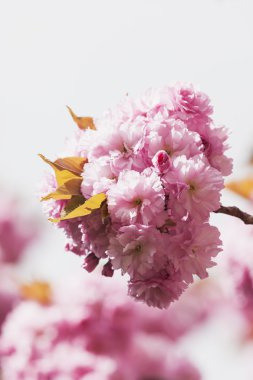 Pink cherry blossoms clipart
