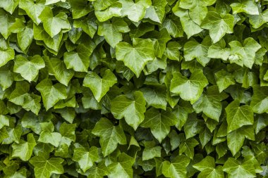 duvar Ivy yeşil yaprakları
