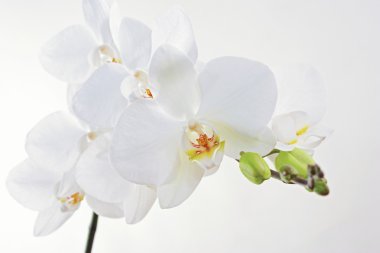 Phalaenopsis orkide çiçekleri