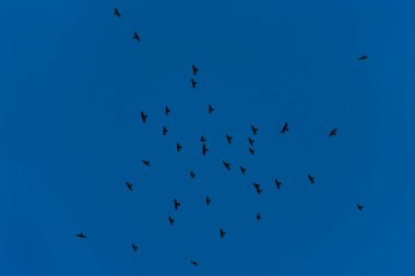 Flock of jackdaws flying clipart