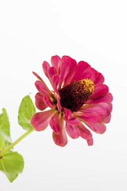 Pembe ortak zinnia