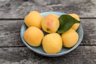 Kayısı yeşil yaprak