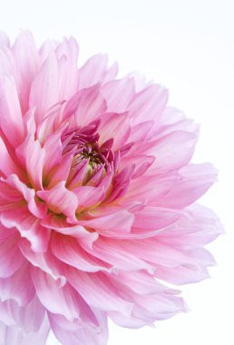Pembe yıldız çiçeği, çiçek