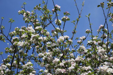 Almanya, Rheinland-Pfalz