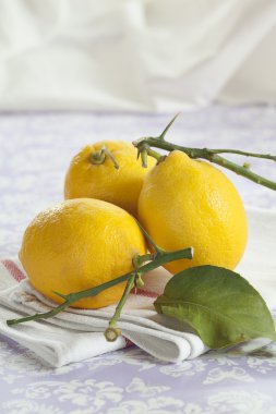 Sarı limon yaprakları ile
