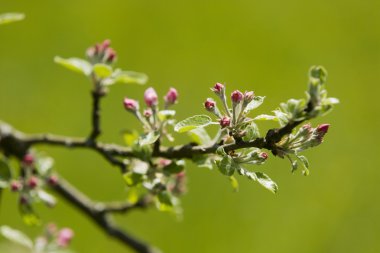 Young apple buds clipart