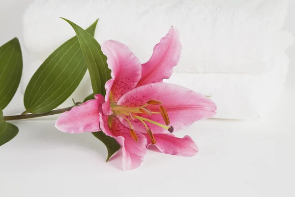 Giglio rosa su bianco — Foto Stock