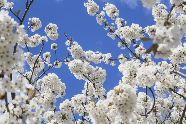 Flores brancas de cereja — Fotografia de Stock