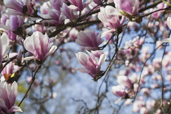 Rosa magnolia blommor — Stockfoto