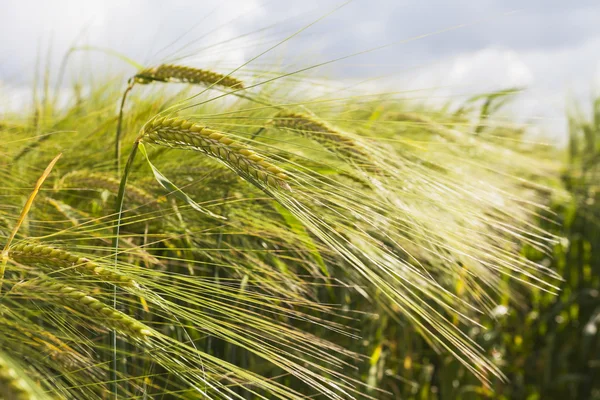 Germania, campo di segale, punte mature — Foto Stock