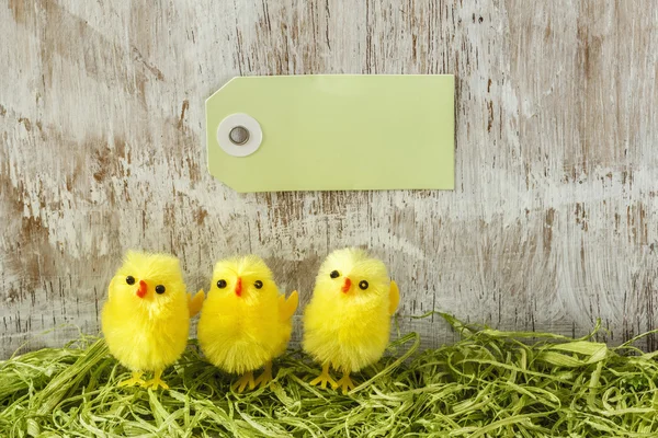 Pasen decoratie met chick beeldjes — Stockfoto