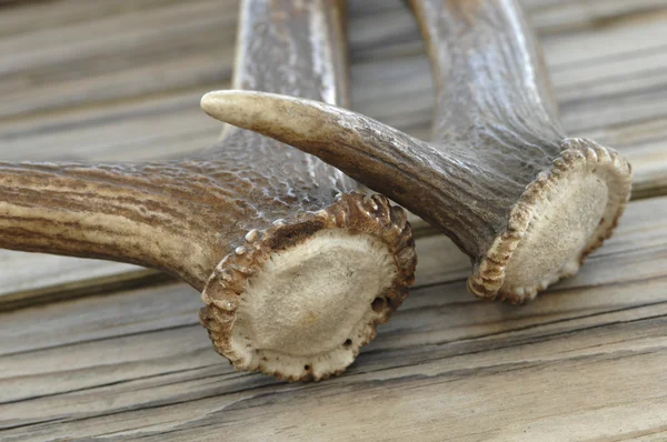 Two decorative antlers — Stock Photo, Image