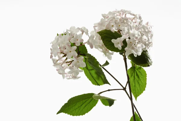 Dallar üzerinde beyaz çiçekleri ile — Stok fotoğraf