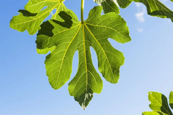 Fig leaves, blue sky — Stock Photo, Image