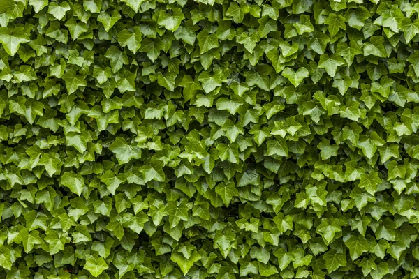 Parede de folhas verdes hera — Fotografia de Stock