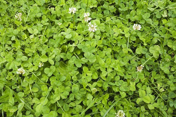 Natur, Wiese mit Klee — Stockfoto