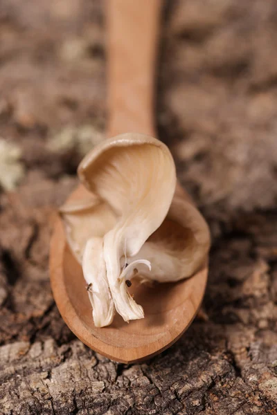 Raw fresh oyster mushroom — Stock Photo, Image