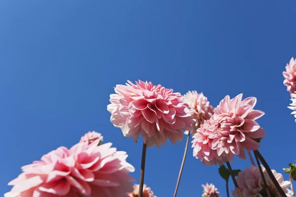 Rózsaszín dáliák, kék ég — Stock Fotó