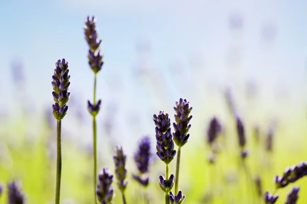 stock image Lavender, medical plant