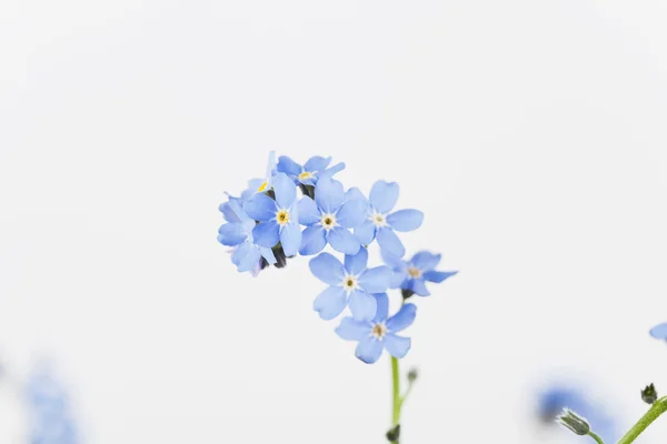Förgätmigej blå blommor — Stockfoto