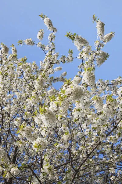 Flores brancas de cereja — Fotografia de Stock