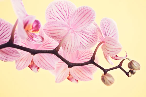 Fioriture del orchid di Phalaenopsis — Foto Stock