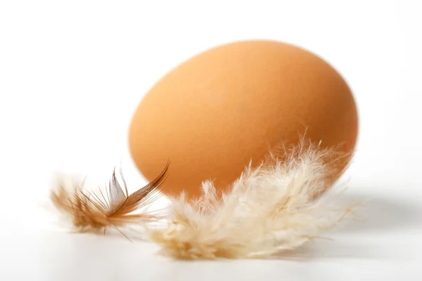 Hnědá vejce a peří — Stock fotografie