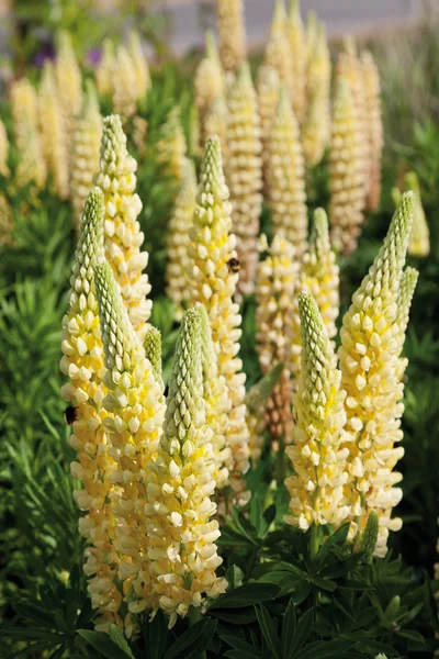 Flores amarelas de Lupin — Fotografia de Stock