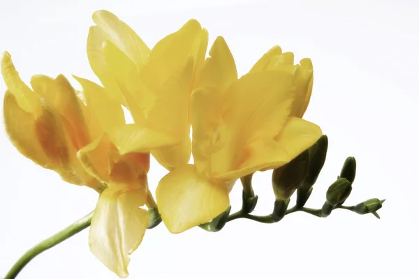 Freesia (fresia refracta) blomma — Stockfoto