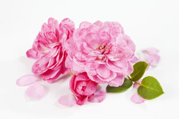 Bukett rosa rosor — Stockfoto